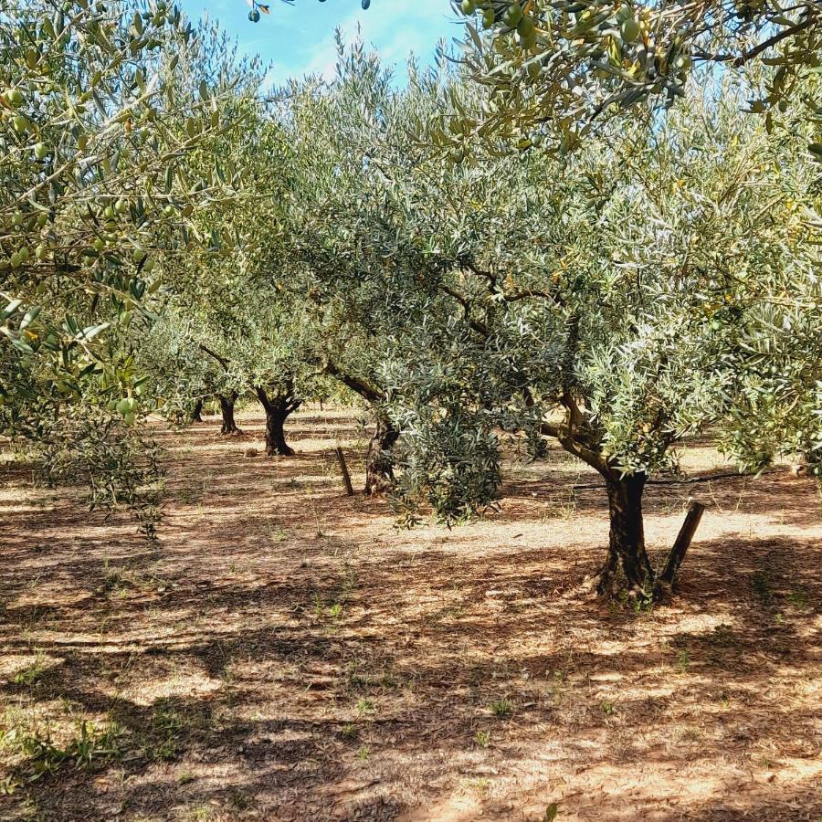 La Ferme Des Oliviers Villa Solliès-Pont Exteriör bild